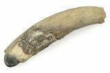 Fossil Pygmy Sperm Whale (Kogiopsis) Tooth - Florida #243364-1